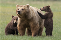 Grizzly